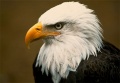 Eagle.jpg